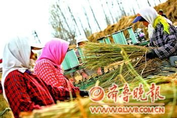 農(nóng)民正在草簾機(jī)前工作,稻草“變身”草簾需要多道工序。