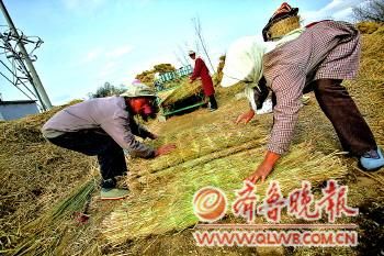 編織好的草席要綁起成捆堆放。