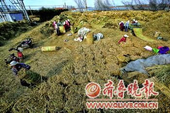 成堆的稻草堆滿了十幾畝的地面。