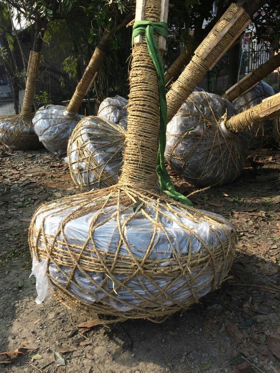 桂花樹
