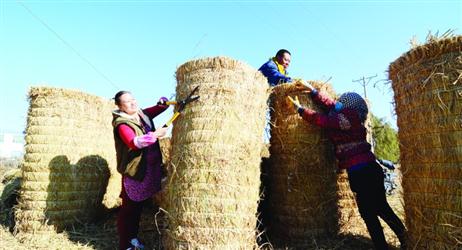 錦州：稻草變成“香餑餑” 