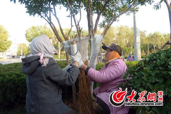 濱州城區(qū)苗木穿上了“防寒服” 確保安全過冬 濱州城區(qū)苗木穿上了“防寒服” 確保安全過冬