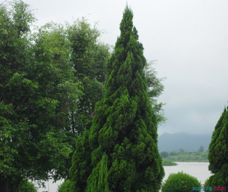 該怎么種植柏樹(1)